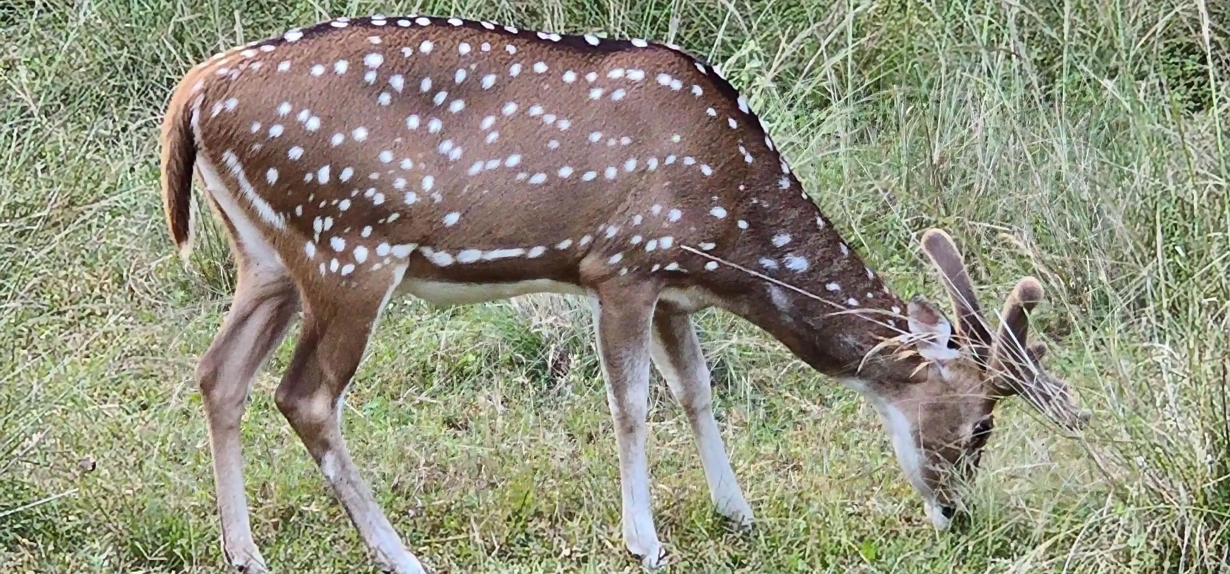 Wildlife safari