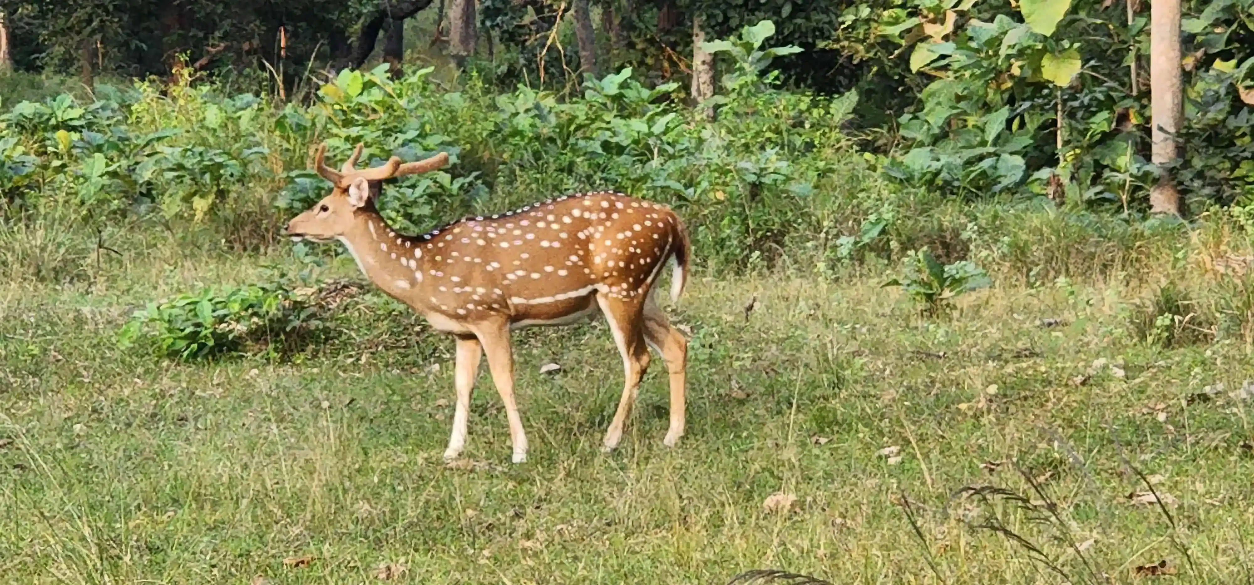 Safari trip